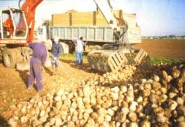Laden van de bieten Het wordt aanbevolen dat de teler aanwezig is bij het laden van de bieten om wortels die in de wielsporen begraven zijn te verzamelen.