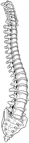 10 Anatomie 2 van de De beweging romp De wervelkolom (columna vertebralis) Deze benige, beweeglijke kolom vormt een deel van het skelet van de romp.