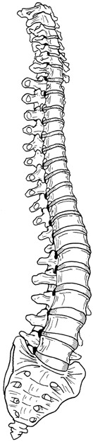 14 De romp 11 C1 C2 C3 Vertebrae cervicales C4 C5 C6 C7 Th1 Th2 Th3 Th4 Th5 Th6 Th7 Th8 Th9 Th10 Th11 L5 Th12 L1 L2 L3 L4 ; Figuur 2.