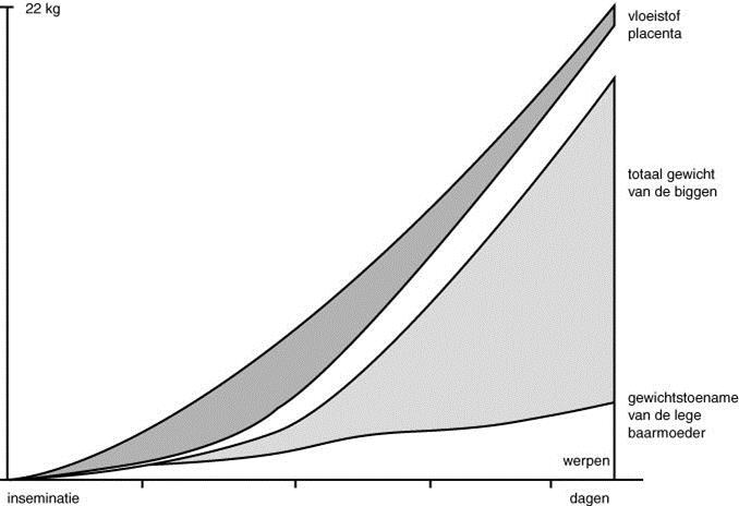 Figuur 5.8 Gewichtsontwikkeling van de baarmoederinhoud Vooral in de laatste maand van de dracht groeien de biggen hard. Het gewicht van de biggen verdubbelt in die laatste maand!