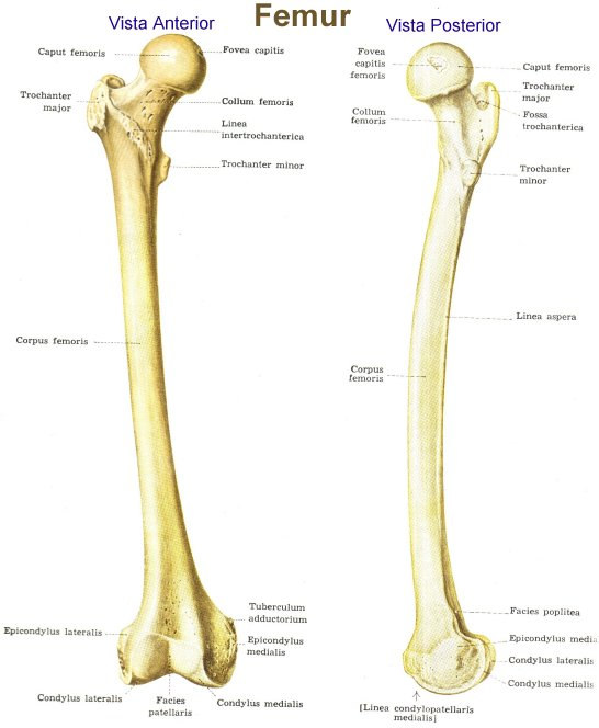 Acuut bovenbeen letsel Een verrekking of inscheuring van een spier in het bovenbeen kan komen door een overbelasting of een te hoge belasting in een keer.