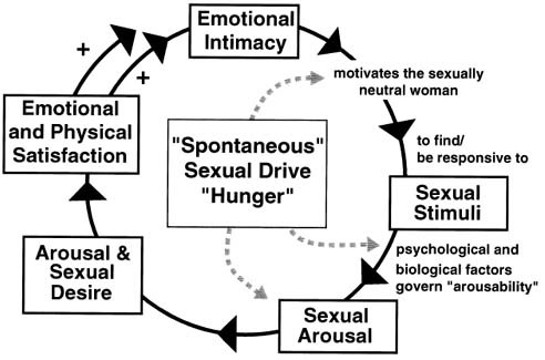 vrouw verschillen m.b.t. seksualiteit zorgden er voor dat er in 2000 een nieuw model kwam, dat aantoonde dat de seksuele respons van vrouwen verschillend is dan die van mannen (Basson, 2000).