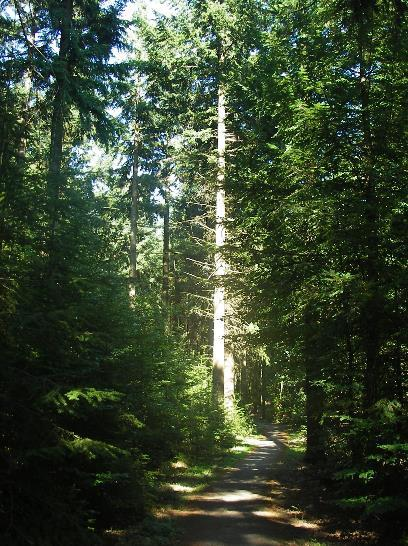 .. WE ZIJN HET BOS.. HET REDD + WAAROM PROGRAMMA SURINAME?