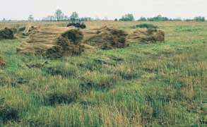 Een automatische stroverdeler. 10 Riet wordt geoogst voor strooisel. rijper. Mest uit een potstal is wisselend van kwaliteit.