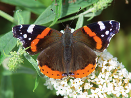 VLINDERPORTRETTEN Oranjetipje Het oranjetipje valt op door, de naam zegt al, zijn oranje vleugeltippen.