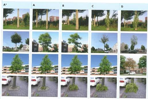 8.4 Ambitiethema bomen Er is geen wortel- of stamopschot. De boom is gezond, groeikrachtig, veilig en vertoont geen gebreken. Er is weinig wortel- of stamopschot.