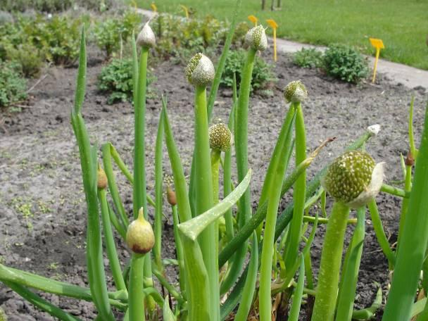 Natuurtuin t Hummelhûs Natuurtuin t Hummelhûs: Diversiteit als Specialisatie Natuurtuin t Hummelhûs in Oudehorne is een bijzondere kwekerij.