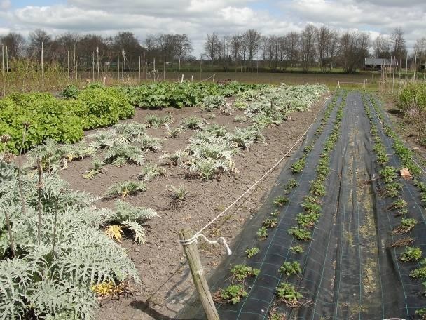 Vanwege kostenbesparing is voor het waarborgen van deze biologische productiewijze echter geen aansluiting bij de SKAL gezocht en daarom kan de productie niet officieel als biologisch worden