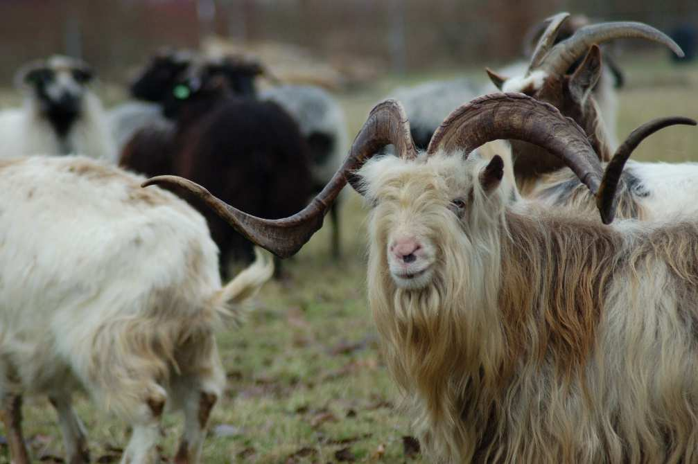 5) Bossche problematiek gezien door de mensen uit het veld Samen met stakeholders die dagelijks werken met dieren in de gemeente 's- Hertogenbosch hebben we voor gezelschapsdieren en dieren in nood