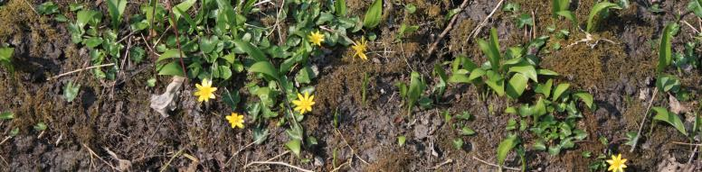 Pagina 4 In het bos daar staat.voorjaarsflora Door oprukkende verstedelijking en eigendomsversnippering is er heel wat bos in ons werkingsgebied verdwenen.