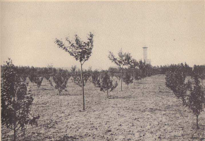 Het ontginnen van het landgoed. Bron: Souvenir aan het landgoed De Utrecht, z. j. De jonge bomenaanplant met in de verte de brandtoren.