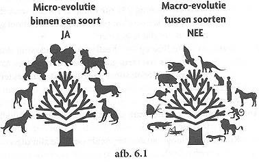 1. Genetische beperkingen - Volgens darwinisten bewijst micro-evolutie binnen soorten dat er macro-evolutie heeft plaatsgevonden.