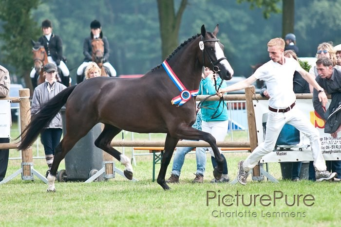 STAMBOEKKEURINGEN 2015 Uitslagen Zaterdag