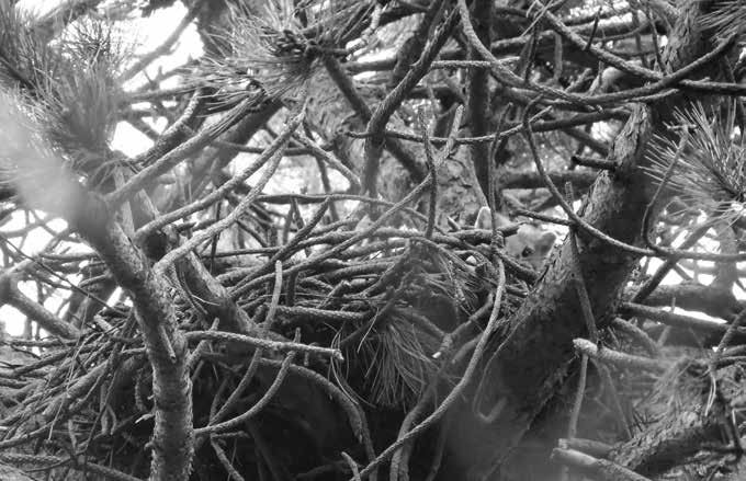 Foto 1. Boommarter op het nest van een Buizerd in de Driehoek in gebied Castricum, 21 maart 2015. Aan de linkerkant van het nest is een latrine te zien. (Foto: Jos Vroege).