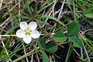 die elders worden afgegraasd. Wederom probeer ik een lans te breken voor het lezen van de Oecologische Flora, waaruit ik her en der wat stukjes pak. Vrijwel elke plant heeft een bijzonder verhaal.