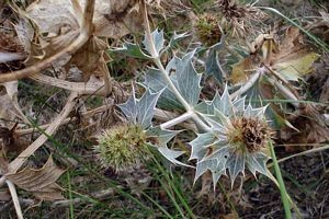 Hordeum murinum (Kruipertje); Humulus lupulus (Hop); Hydrocotyle vulgaris (Gewone waternavel); Hypericum tetrapterum (Gevleugeld hertshooi); Hypochaeris radicata (Gewoon biggenkruid); Jacobaea