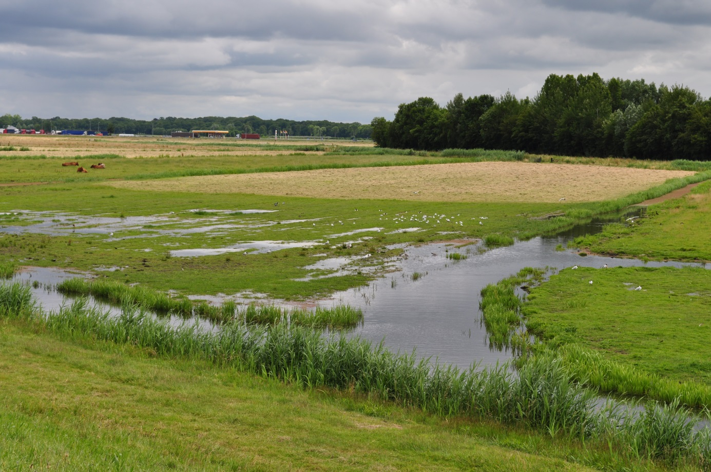 Broedvogels van Arkemheen en Delta Schuitenbeek in 2014 percelen van deelgebied 2. In de open (en sterk door ganzen begraasde) percelen in de Putterpolder zaten dit jaar opvallend weinig Tureluurs.