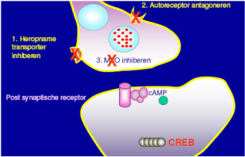 Werkingsmechanisme remmen het enzym mono-amine-oxidase dat neurotransmitters afbreekt.