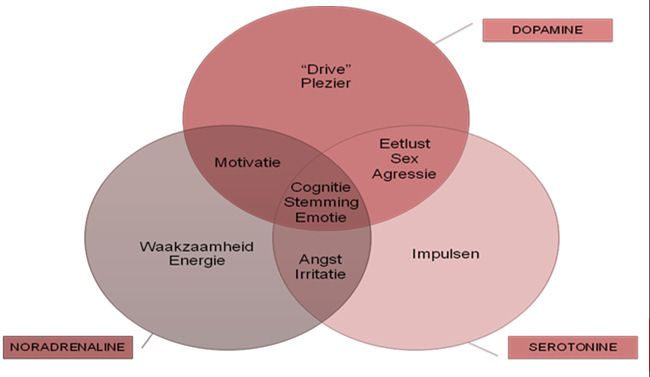 Zenuwcel Elektrische geleiding Chemische geleiding SYNAPS PRESYNAPS VESIKELS