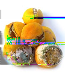 Thema: Toveren in de biologie Intro Toveren in de natuur Bacteriën en schimmels zijn reducenten. Ze zorgen ervoor dat (resten van) dode dieren en planteen worden afgebroken tot mineralen.