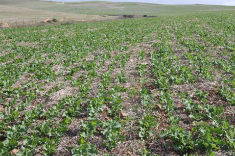 Suksesvolle vestiging Metode van vestiging Canola verbouing vereis baie goeie bestuur met aksies wat op kritieke tye uitgevoer moet word om sukses te verseker.