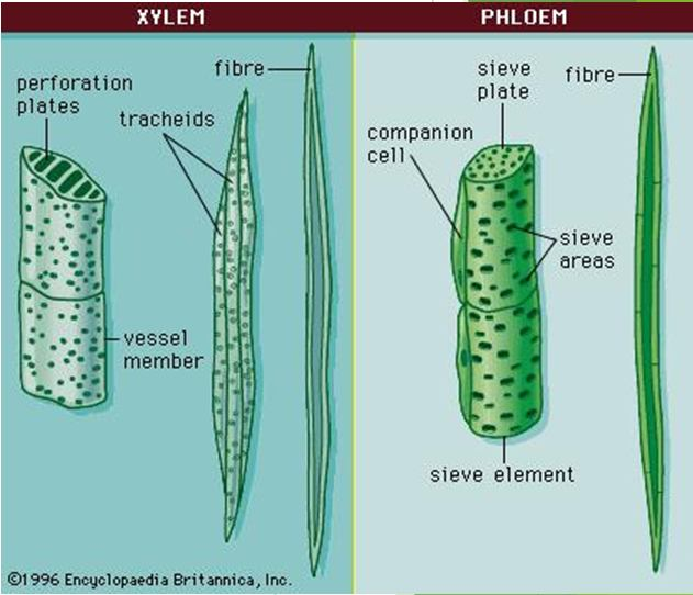 3. Mycorrhizae - Simbiotiese mutualistiese of intieme weerdersyds voordelige verwantskap tussen n nie-patogeniese swam en lewendige wortelselle - Swam ontvang organiese voedingstowwe (suikers) vanaf