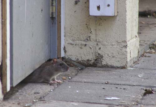 Bruine rat (Rattus norvegicus) Ontwikkelingssnelheid Afhankelijk van menselijk voeren Afhankelijk van zwerfvuil Risico om ziek te worden Schadelijk gedrag Bij meldingen van rattenoverlast is de