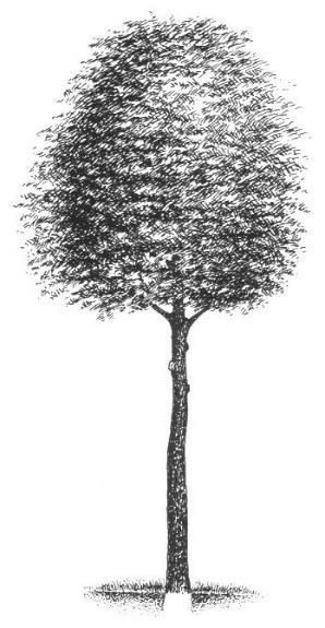 Verhouding van een boom 2 1 1 1 goede verhouding géén goede