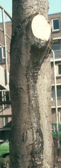 Bloeden van de boom Door worteldruk kan bij snoei bloeding ontstaan Vooral wanneer de boom nog niet in blad staat In het sap kunnen bacteriën actief