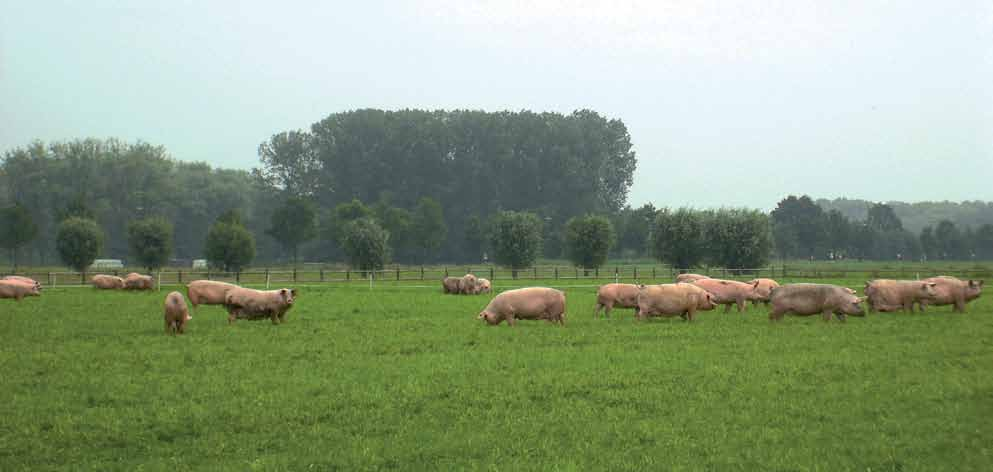 Brijvoer vermindert carbon footprint flink Joost van Alphen, biologisch varkenshouder in Herpt (NB) 4 zeugen, 175 vleesvarkens, 2 ha akkerbouw voor voerproductie Ik stond op het punt mijn bedrijf uit