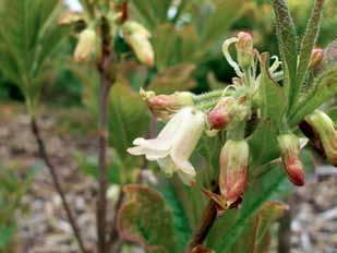 Dank zij financiële donaties van leden werden ook planten ingekocht bij Nederlandse en Belgische kwekers en bij een in wildsoort Rhododendrons gespecialiseerde Schotse kweker.