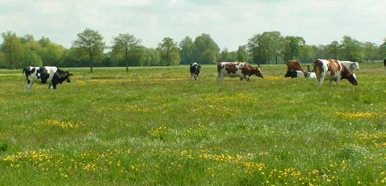 1 Inleiding Omvormen landbouwgrond Landbouwgronden in Nederland zijn van oudsher rijk bemest.
