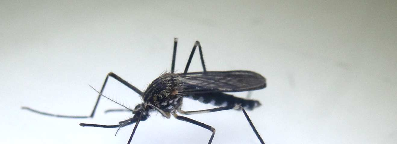 Even voorstellen: Aedes japonicus, de Aziatische bosmug Relevante eigenschappen: Potentiële vector van een aantal