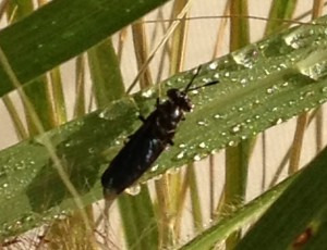 insecten-biomassa op labo- en