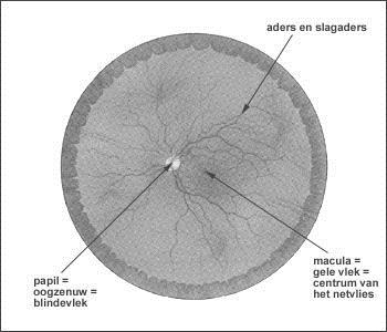 Oogzenuw en Blinde Vlek De signalen van de fotoreceptoren worden via de oogzenuw naar de hersenen
