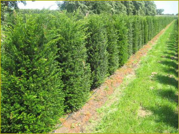 Taxus baccata (haag) (volgens legenda tekening nummer 1 en 2) Taxus baccata Taxus baccata of wel de venijnboom is uitermate goed geschikt voor het gebruik in een heg omdat hij zich goed laat snoeien