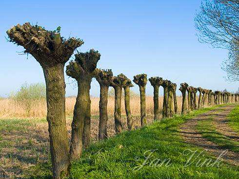 Salix (Knotwilg) (volgens legenda tekening nummer 7) Salix - knotwilg Een knotwilg of knoot hoort typisch thuis in de Hollandse poldergebieden.