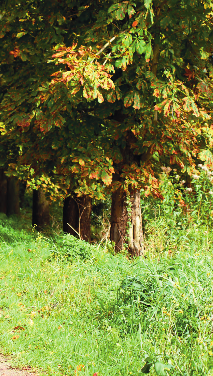 Hoe wild is wild? De herfst is het wildseizoen. De jacht is geopend en puur vlees van dieren als ree, haas en fazant verschijnt in de winkels.