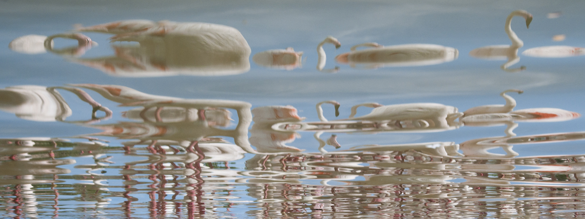Indirect gefotografeerd, alleen de spiegelingen van flamingo s in park Pont de Gau.