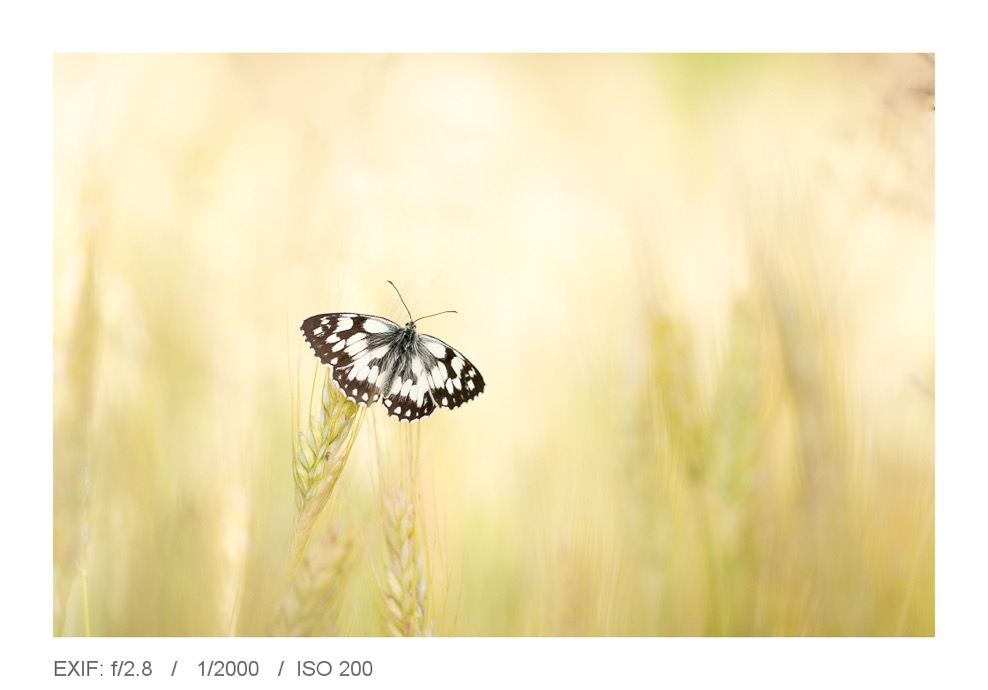 Tip 12: Neem de tijd Als je een vlindertje, paddenstoel of wat je dan ook wilt fotograferen, hebt gevonden, neem dan uitgebreid de tijd. Kijk wat de mooiste compositie is.