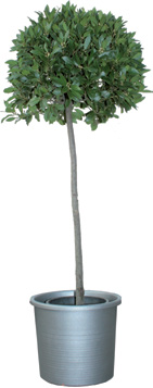 Ficus benjamin Laurier
