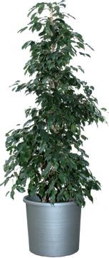 bol 250 116 Ficus, H 1,5 m