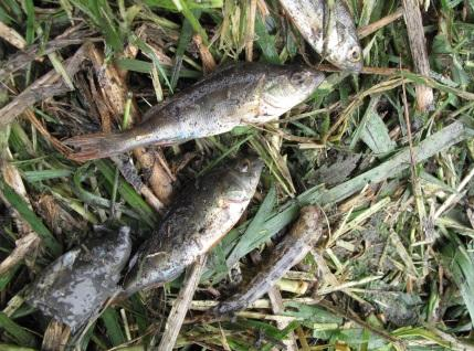 Maaibeheer waterbeheerders Kan het maaibeheer