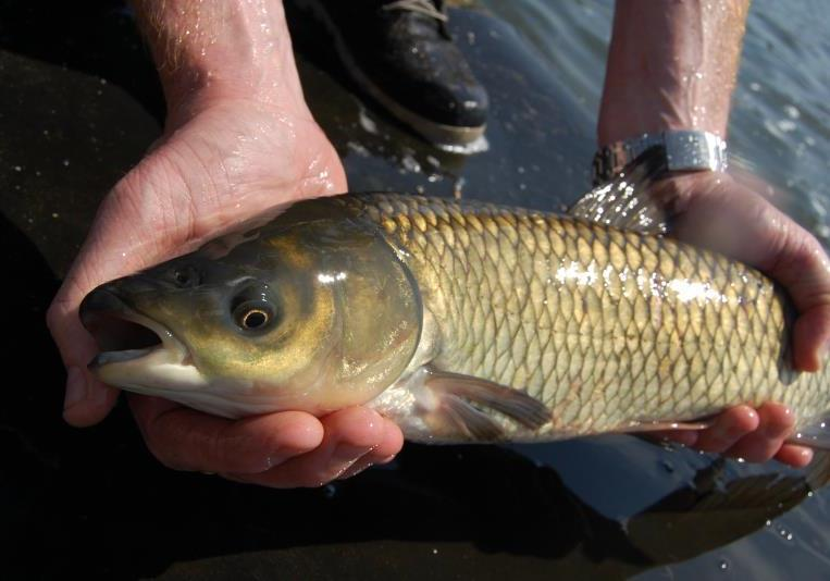 Graskarper Regels Alleen in geïsoleerde wateren (of met afzettingen) Toestemming watereigenaar Potentiële nadelen Exoot (geen