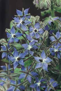 Artikelnummer: 74320 Oost-Indische kers enjarig kruid met diepblauwe bloemen. Zowel de bloemen als de jonge bladeren zijn eetbaar en hebben een komkommerachtige smaak.