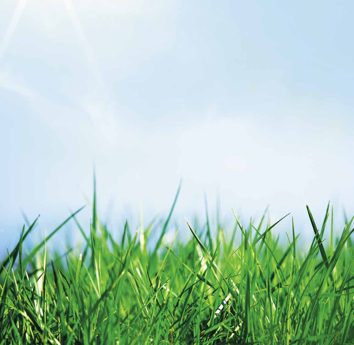 RASZAN azons en grasvelden kunnen worden ingezaaid vanaf eind maart tot half oktober.