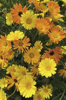 Buiten ter plaatse van april tot juni of in september. Hoogte: 40-50 cm. Plantafstand: 20 cm. Bloeitijd: Juni tot oktober. Pot Marigold Simplicity, annual, borderplant and cutflower.