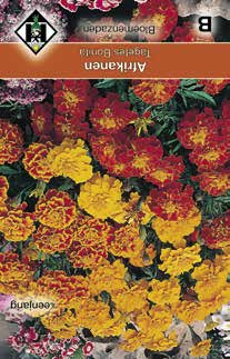 rode Salie voor borders en potten. Zonnebloemen zijn hoge decoratieve en geliefde Lobelia erinus eizer Wilhelm een pikzwarte vlek. Hoogte: 35 cm. Hoogte: 25 cm. Zaaitijd: (2-4). Bloeitijd: 6-10.