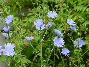 Paardenbloem: magnesium, kalium, zink, ijzer en selenium Cichorei: natrium,