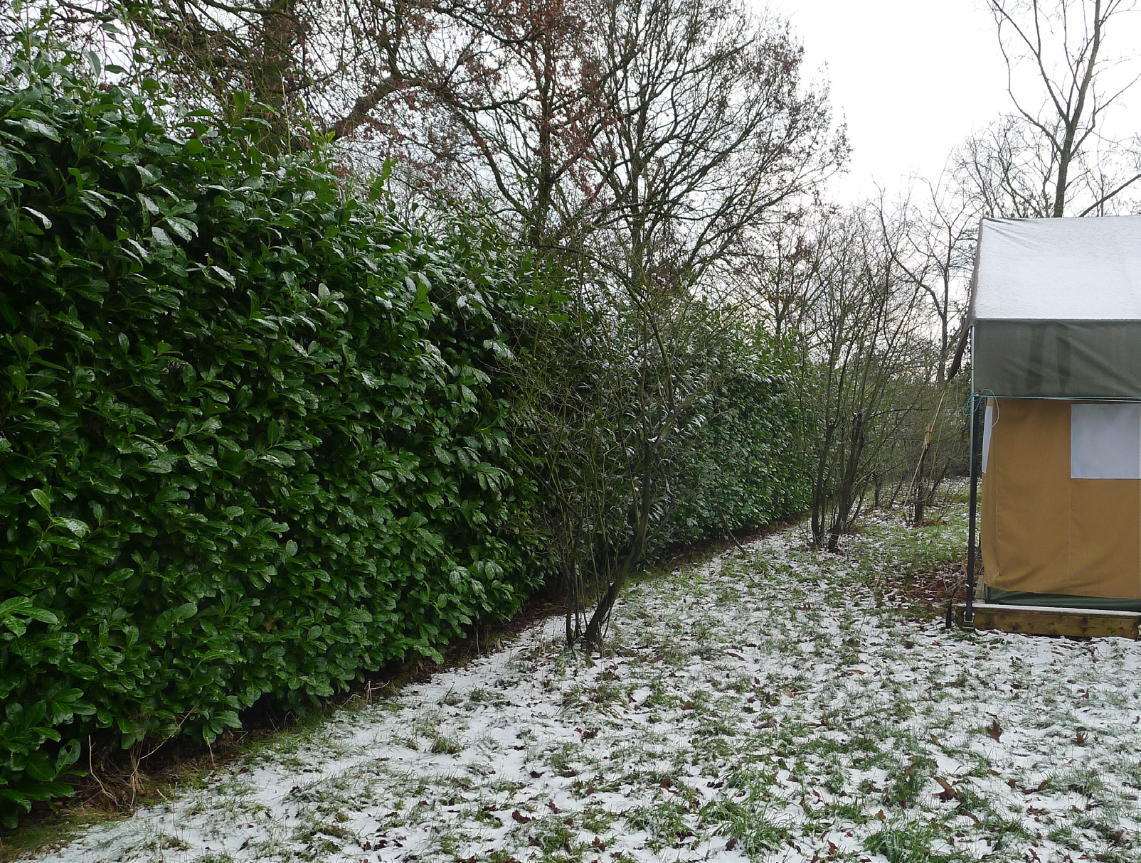 Een rij bomen in of langs een gesloten, wintergroene laurierhaag. De volwassen kastanjes hoeven niet te worden gesnoeid. Wel jaarlijks dode en zieke takken verwijderen. Opkroonhoogte kastanjes max.